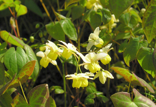What Is Epimedyum?