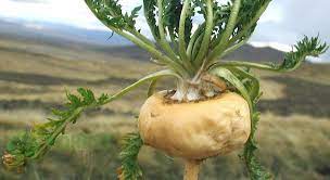 What are the benefits of maca root?